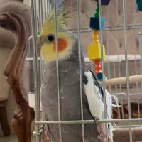 عروس هلندی اهلی