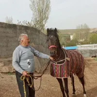 اسب اصیل عرب