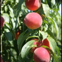 درختان میوه