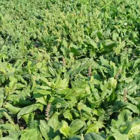 اسفناج فروشی|گل و گیاه طبیعی|گنبد کاووس, |دیوار