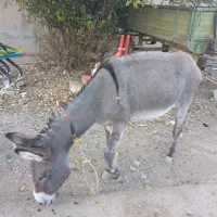 الاغ گله ای|حیوانات مزرعه|سنقر, |دیوار