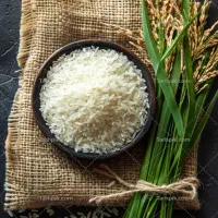 برنج شمالی کشت دوم