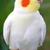 عروس هلندی گم شده