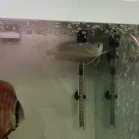 اروانا سیلور|ماهی|تبریز, |دیوار