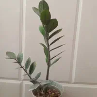 فروش ویژه گل های آپارتمانی وخاک با قیمت مناسب|گل و گیاه طبیعی|میبد, |دیوار