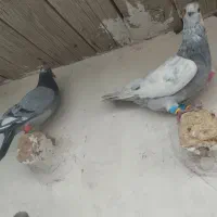 پرشی|پرنده|اسفرورین, |دیوار