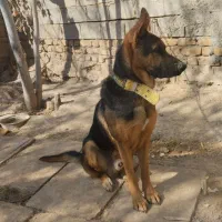 واگذاری سگ جرمن 9 ماهه|سگ|مرودشت, رودبال|دیوار