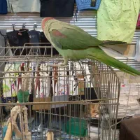 شاه طوطی|پرنده|تهران, بازار|دیوار