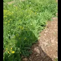 جویای کارهستم