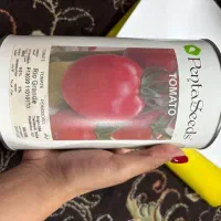 بذر گوجه و ملون