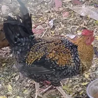 تخم مرغ نطفه دار بومی لری گلین|حیوانات مزرعه|شهرضا, |دیوار