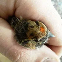 سهره گلبسرنر|پرنده|خمینیشهر, |دیوار