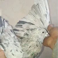 دمگیر سرور عتیقه