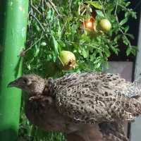 ماکیان