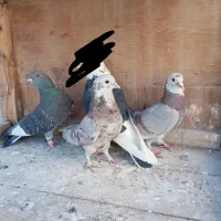 کفتر گرفتنی پرشی