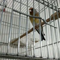 سهره قناری دهنداربخون.