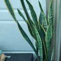 سانسورها و بونسای