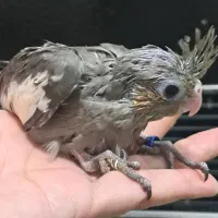 جوجه عروس هلندی وکوتوله برزیلی سرلاکی|پرنده|شیراز, شهرک رضوان|دیوار