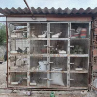 جفت کن کبوتر