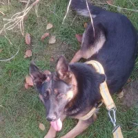 واگذاری سگ ژرمن ماده