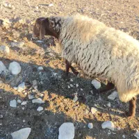 میش‌جوان|حیوانات مزرعه|فاروج, |دیوار