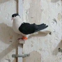 نر چپ سیاه کلایی