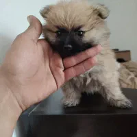 واگذاری پامرانین|سگ|فولادشهر, B4|دیوار