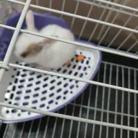 بچه خرگوش همراه قفس و جای دسشویی