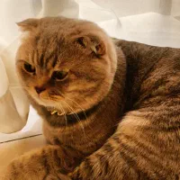 فروش گربه اسکاتیش فولد(نر) ۳ساله|گربه|کرج, فاز ۳ گوهردشت|دیوار