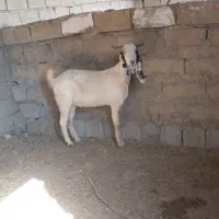 بز افغانی ابستن