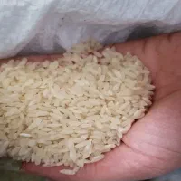 برنج کامفیروزی