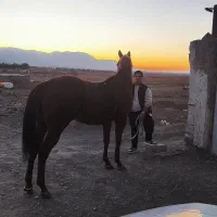 اسب تروبرد|اسب و تجهیزات اسبسواری|سبزوار, ابارش|دیوار