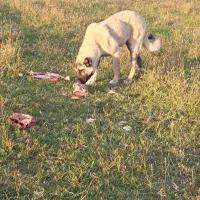 دزدیده شدن|حیوانات|ماکو, |دیوار