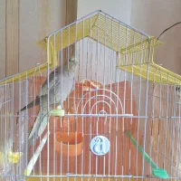 عروس هلندی|پرنده|مشهد, نیروی هوایی|دیوار