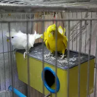 مرغ عشق پرواته ای معاوضه با فنچ نرگسی شکلاتی|پرنده|تبریز, |دیوار