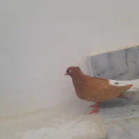 چندتا کبوتر ب ضمانت