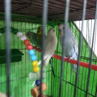 مرغ عشق فروشی|پرنده|رفسنجان, |دیوار