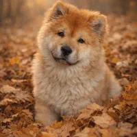 توله چاو چاو اصیل وارداتی صد روزه