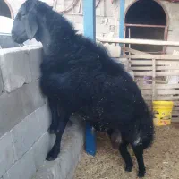 قوچ همو میش دوقلوزا هترو