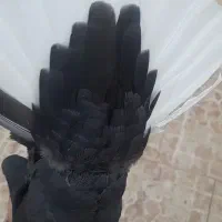جفت زاغ دمسفید
