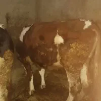 دو عدد گاو هلشتاین و سیمینتال جوان ابستن دوماهه