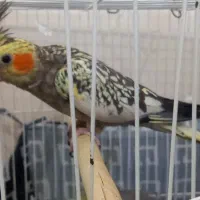 عروس هلندی|پرنده|مشهد, کوشش|دیوار
