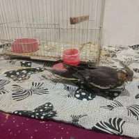 (فروش ویژه) عروس هلندی دستی دانخور و قفس خیلی بزرگ|پرنده|گرگان, |دیوار