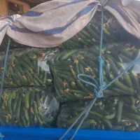 خیار دزفول|خوردنی و آشامیدنی|اصفهان, فیض|دیوار