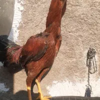 جوجه خروس لاری