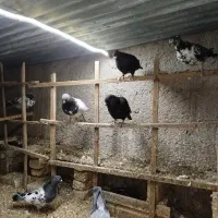 دورگ وتکپر|پرنده|قرق, |دیوار