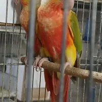 طوطی گرینچیک