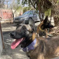 سگ مالینویز بلژیکی اصیل نروماده جوان نگهبان