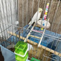 عروس هلندی نر با قفس و متعلقات|پرنده|قم, شهرک مهدیه|دیوار