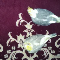 عروس هلندی 20روزه وبالغ موجود هست